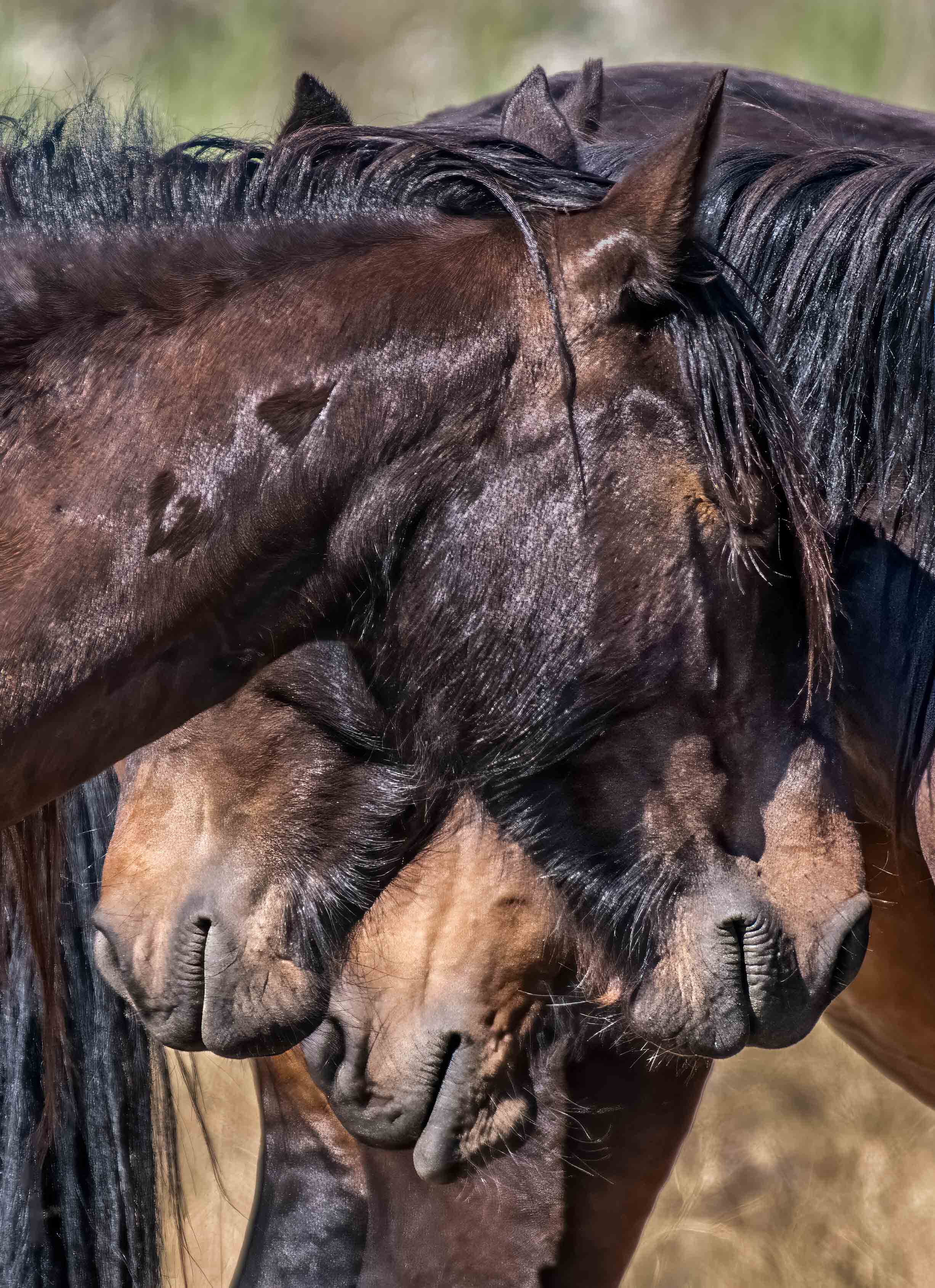 Horse Lips by Karen Randall (Group 60)